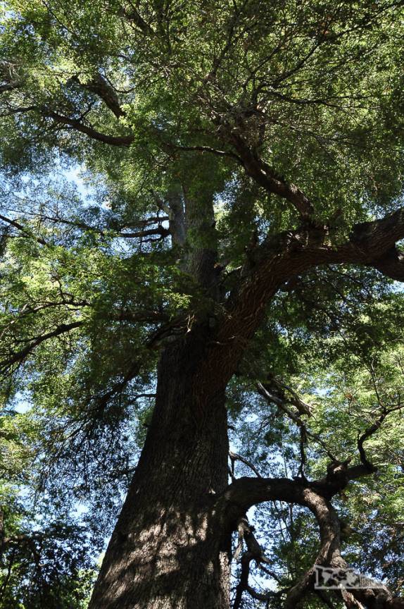 Um imponente coigue no Parque Nacional Radal Siete Tazas, no centro-sul do Chile